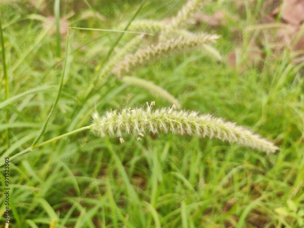 Cenchrus Ciliaris wild grass, blossoming flowers of Cenchrus Ciliaris plant, close up view Cenchrus Ciliaris wild grass, blossoming flowers of Cenchrus Ciliaris plant, close up view