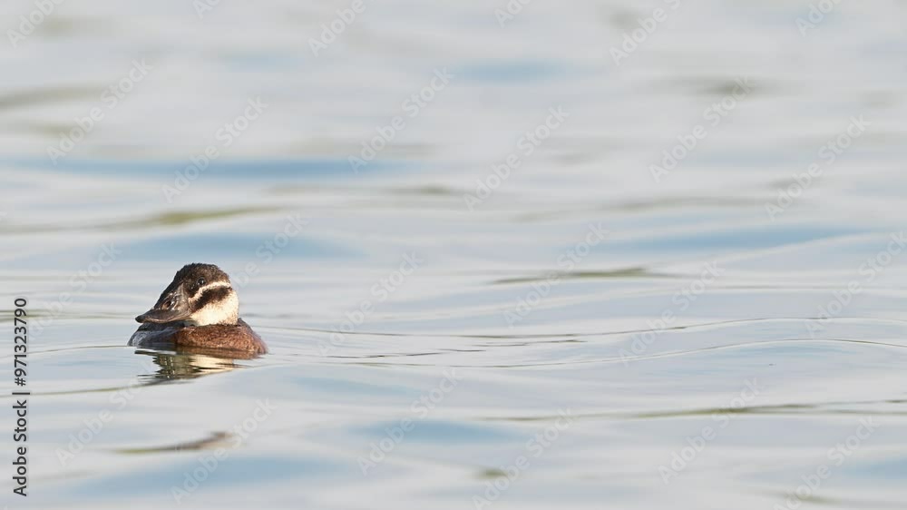 White-headed Duck, Oxyura leucocephala, swimming on a lake. Slow motion. The bird dives. Close up. White-headed Duck, Oxyura leucocephala, swimming on a lake. Slow motion. The bird dives. Close up.