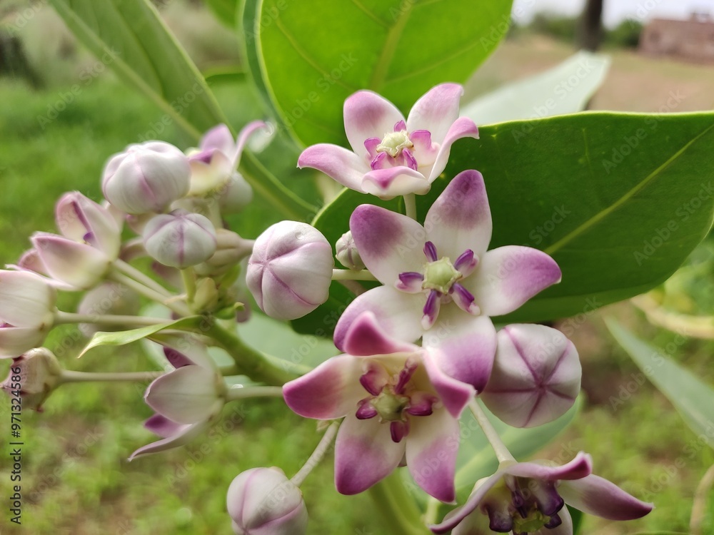 Obraz premium Blossoming flowers of Calotropis Gigantea plant, crown flowers