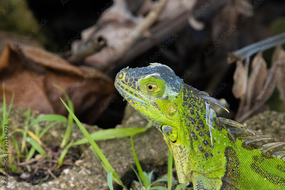 green iguana on grass green iguana on grass