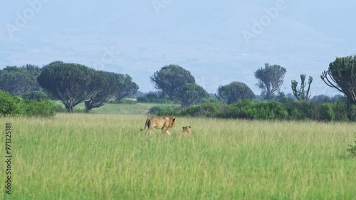 A lion rests in a field of swaying grass, Queen Elizabeth National Park, Uganda