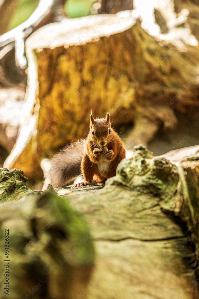 A red squirrel or Eurasian red squirrel (Sciurus vulgaris) on Brownsea Island in Poole Harbour, Dorset, England UK