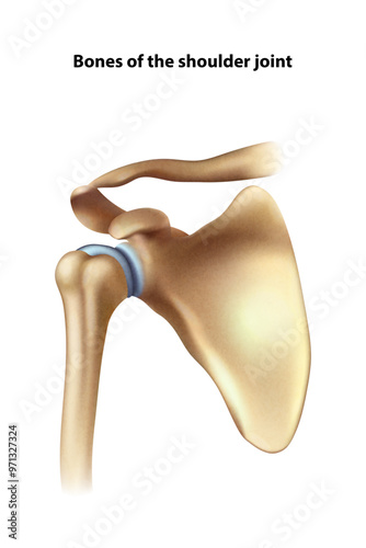 Shoulder anatomy. Isolated vector illustration