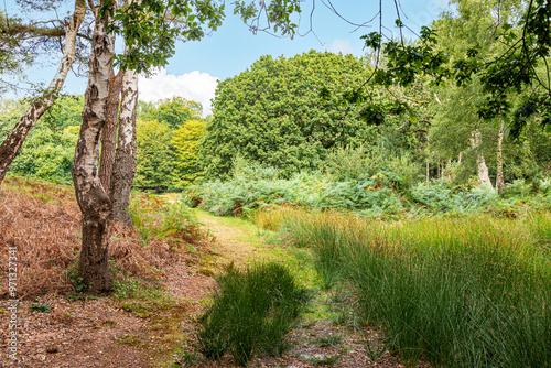 Footpath walks in the interior of Brownsea Island in Poole Harbour, Dorset, England UK