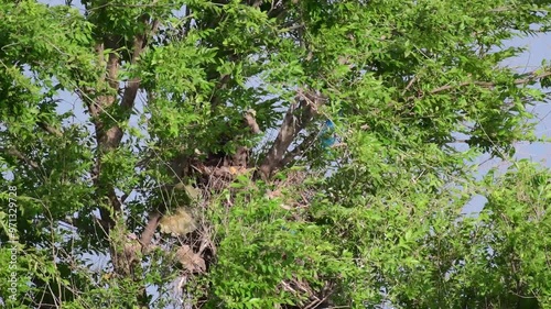 Common buzzard buteo buteo, in the wild. Chicks in the nest during the nesting season. photo