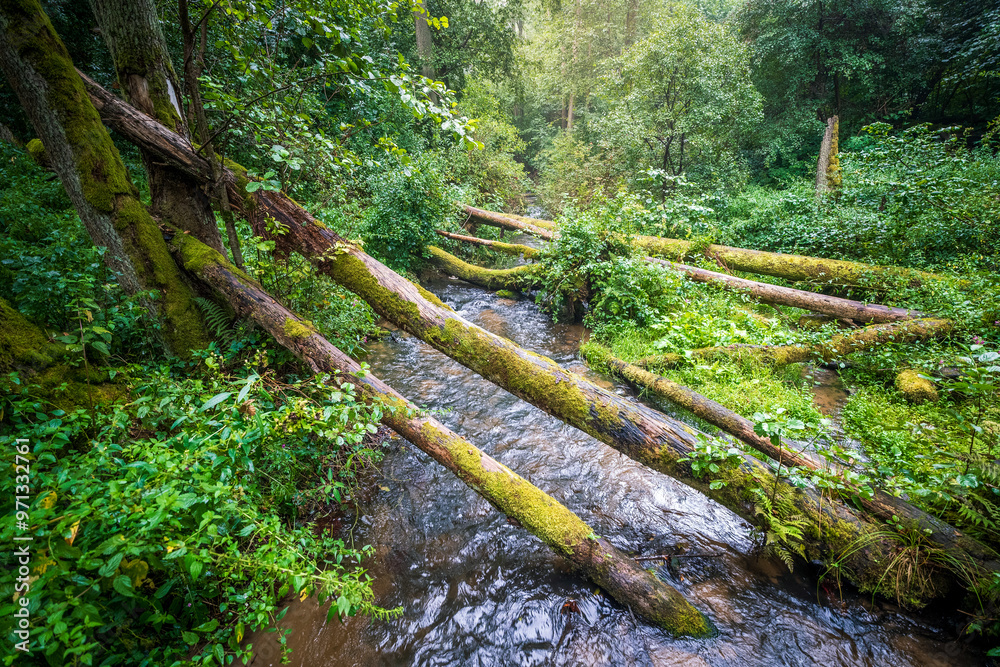 Amazing forest on a cloudy, rainy day. Trees covered with moss fallen on the river. Czartowe Pole Nature Reserve. Roztocze, Jozefow, Poland