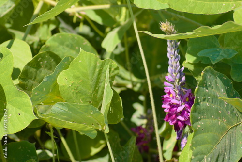 力強く伸びる葛（Kudzu）のつる