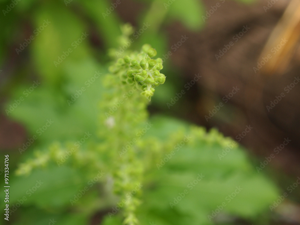 This image features a close-up of a green plant with a unique flower-like structure. The structure is elongated and covered in small, round buds or seeds. This image features a close-up of a green plant with a unique flower-like structure. The structure is elongated and covered in small, round buds or seeds.