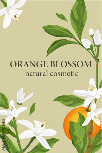 Neroli (Orange blossom). Flowers, buds, fruit and leaves. Vector drawing. Vector illustration. Design templates. Beauty concept.	