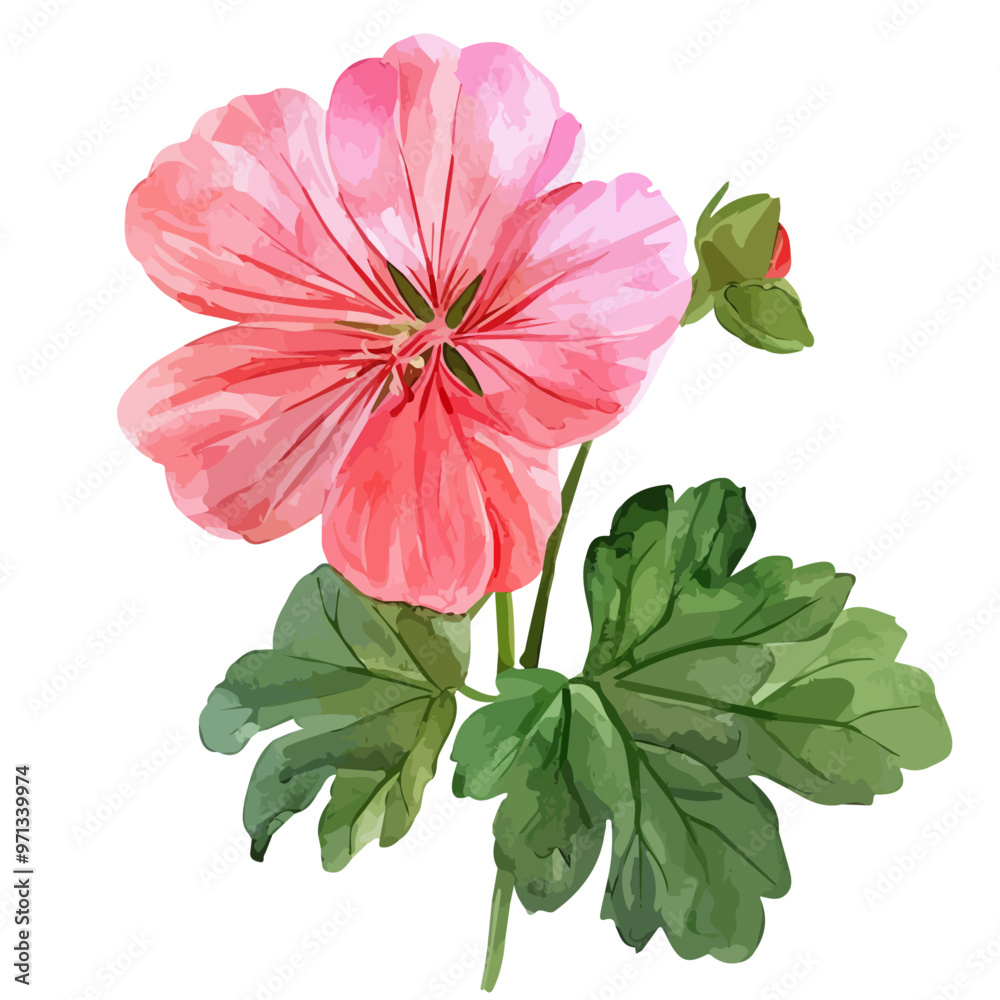 Watercolor drawing of geranium, isolated on a white background, and geranium vector Watercolor drawing of geranium, isolated on a white background, and geranium vector