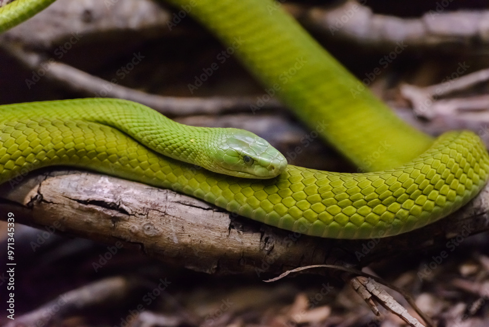 Green mamba in natural environment close-up, poisonous snake, Green mamba in natural environment close-up, poisonous snake,