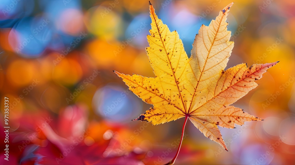Single Golden Leaf Against a Blurred Autumn Background Single Golden Leaf Against a Blurred Autumn Background
