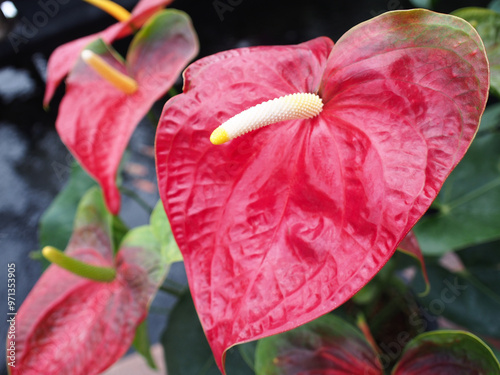 This image features a close-up of a vibrant red Anthurium andraeanum, also known as a Flamingo Flower or Painter's Palette.  photo