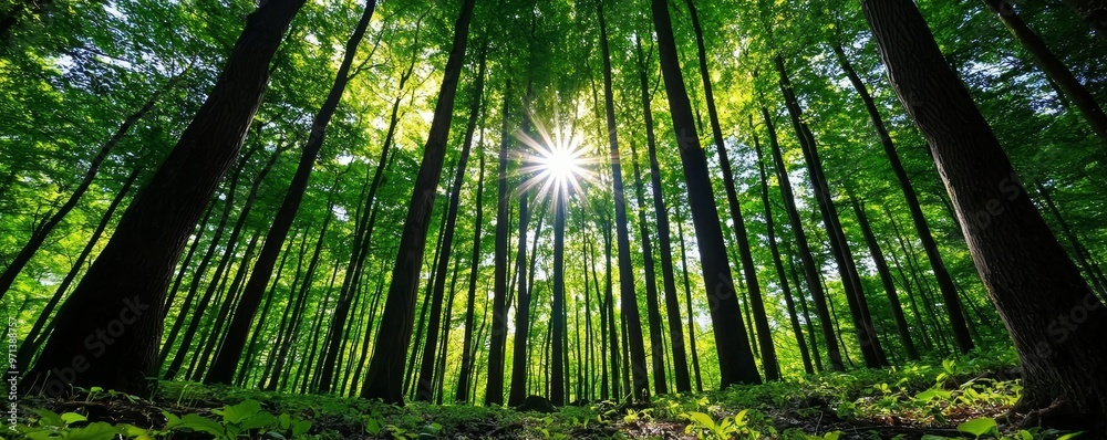 Serene black and white forest with tall trees and dappled sunlight, line art, empty coloring book page, high-quality, nature, tranquility::1 peaceful ambiance, lush foliage, serene beauty, woodland Serene black and white forest with tall trees and dappled sunlight, line art, empty coloring book page, high-quality, nature, tranquility::1 peaceful ambiance, lush foliage, serene beauty, woodland