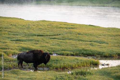 Bison in Yellowstone Hayden Valley