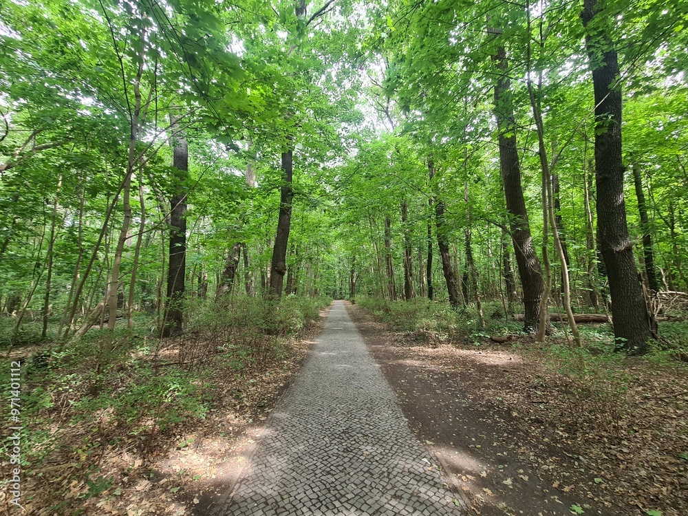Fototapeta premium nature path in Berlin Grünau / Treptow - Köpenick