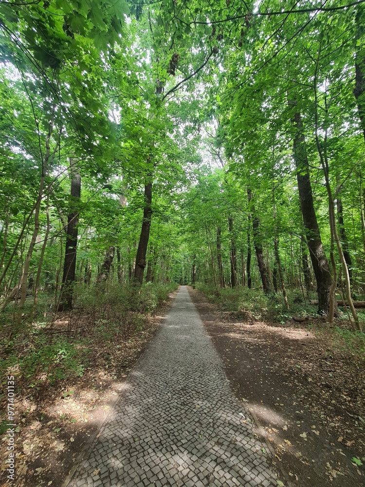 Fototapeta premium nature path in Berlin Grünau / Treptow - Köpenick