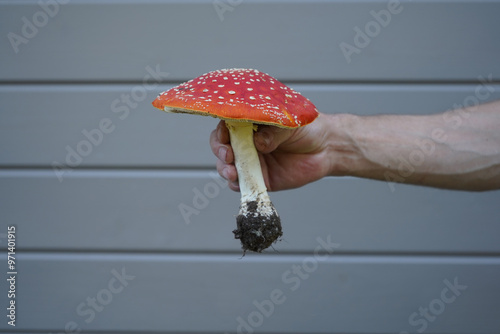 Fly agaric mushroom in a man's hand. photo