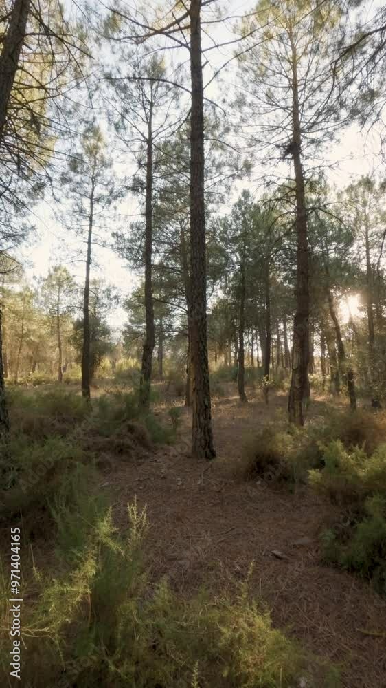 4k Vertical Video at 25 fps of a Mediterranean Pine Forest at Sunset with Low Sunlight Filtering Through the Trees 4k Vertical Video at 25 fps of a Mediterranean Pine Forest at Sunset with Low Sunlight Filtering Through the Trees