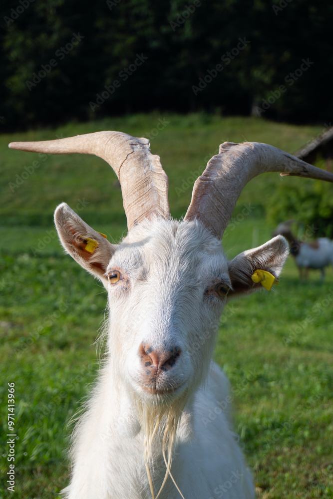 portrait of white goat looking at camera portrait of white goat looking at camera