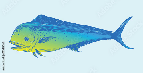 Vibrant beauty coloured of dorado fish or mahi-mahi illustration. Fit for nautical design, marine life clothing, prints and tropical fish design.