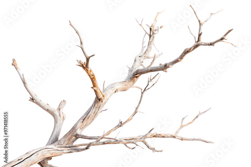 Dry tree branches isolated on white or Transparent background photo