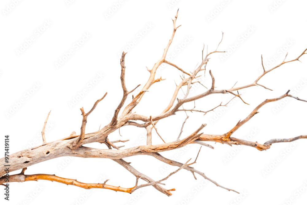 Dry tree branches isolated on white or Transparent background Dry tree branches isolated on white or Transparent background