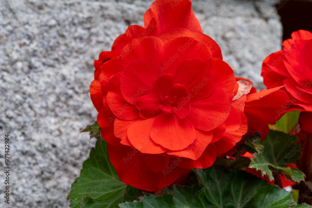 Red begonia from the garden of the church of Sant Feliu de Vilac, Val D'Aran, Lleida Red begonia from the garden of the church of Sant Feliu de Vilac, Val D'Aran, Lleida