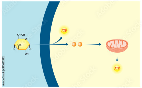 Aerobic cellular Respiration. Glycolysis. Mitochondria, energy production. Scientific Vector Illustration