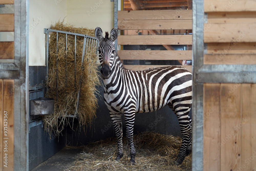 Obraz premium A zebra standing in his stable by a haystack.