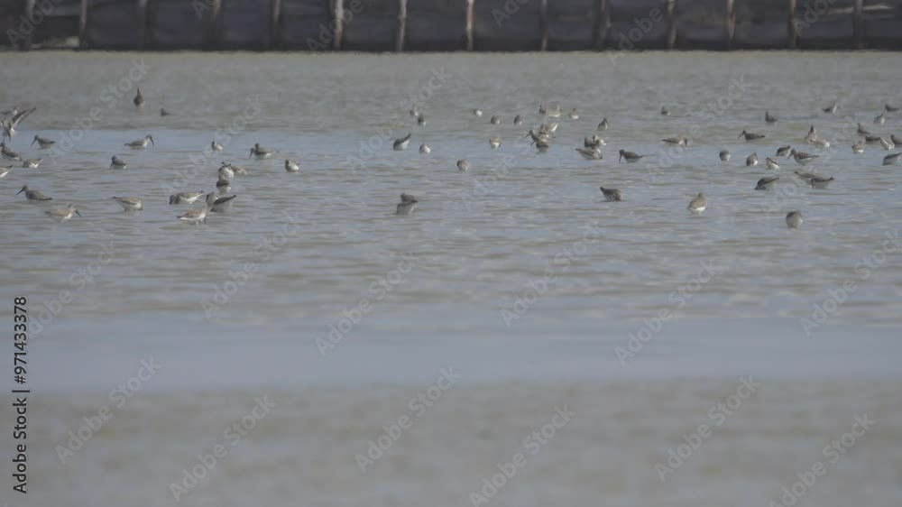 Bunch of long-nosed. Many waders (Limicolae) stick their bill into mud and sand. Feeding place. Birds extract various invertebrates in this way (interstitial fauna) Stop-over during spring migration Bunch of long-nosed. Many waders (Limicolae) stick their bill into mud and sand. Feeding place. Birds extract various invertebrates in this way (interstitial fauna) Stop-over during spring migration