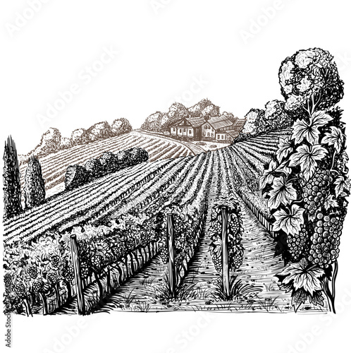 Black and White Vineyard Landscape with Farmer's House.eps