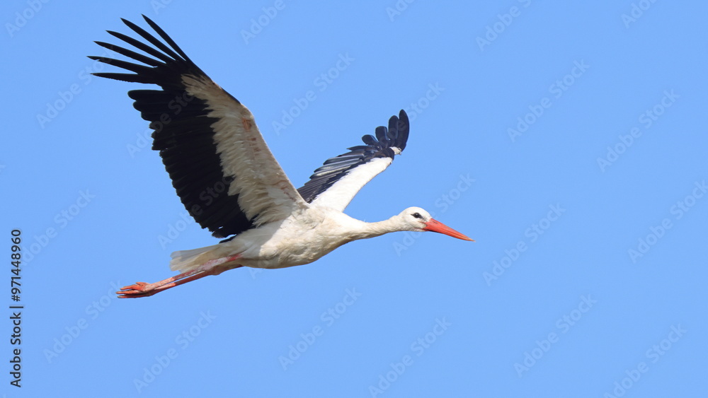 Fototapeta premium volo