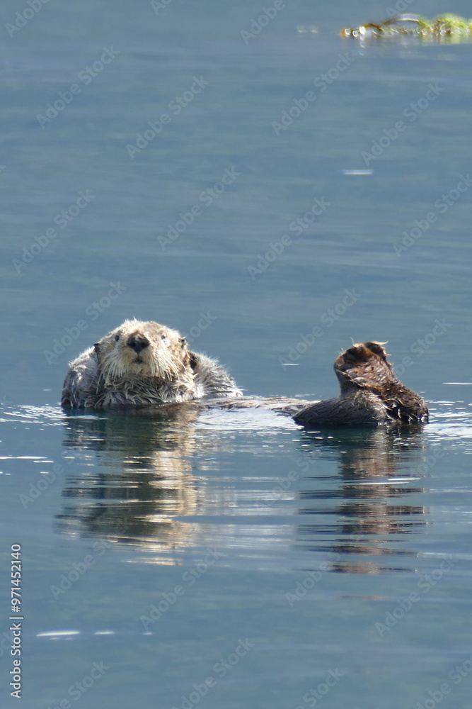 Fototapeta premium Otter relaxing on the water