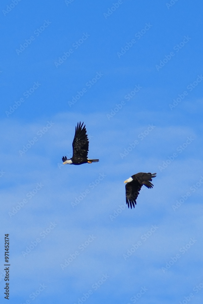 Obraz premium Two eagles in flight