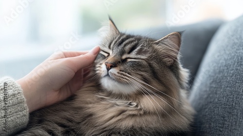 A hand gently pets a relaxed cat, capturing a moment of tenderness and affection. Perfect for animal lovers and cat enthusiasts. photo