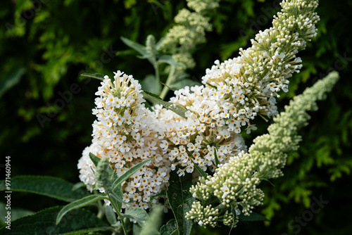 Der Schmetterlingsflieder Buddleja davidii und seine Besucher photo