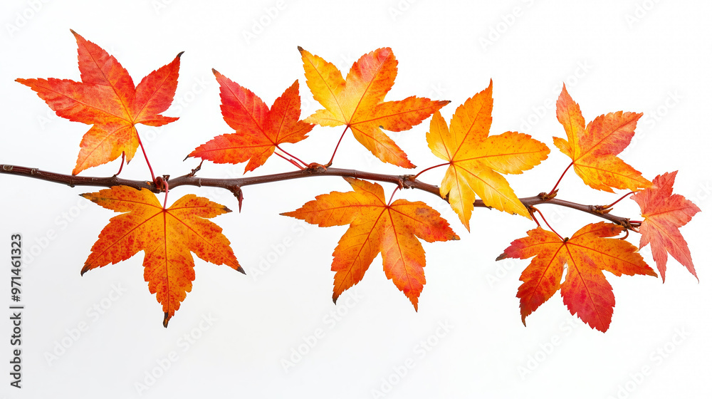 Twig of maple tree with colorfull autumn leaves isolated on whie background Twig of maple tree with colorfull autumn leaves isolated on whie background