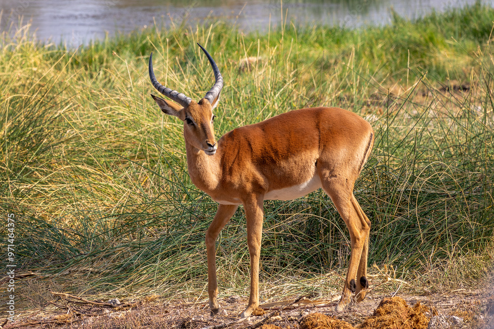 Naklejka premium Close up portrait of a male impala antelope, wildlife safari and game drive in Namibia, Africa