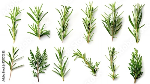 Fresh rosemary sprigs arranged in a grid pattern against a white background. Perfect for culinary and medicinal use.