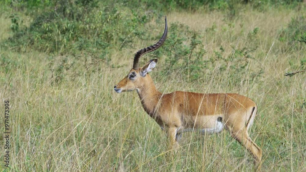 A majestic Impala, an African antelope with long horns, Uganda A majestic Impala, an African antelope with long horns, Uganda
