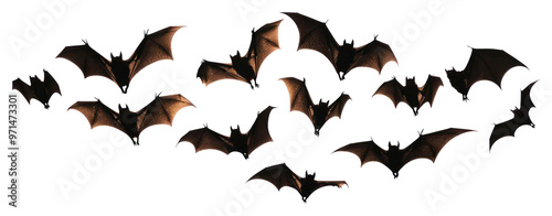PNG Flying bats group silhouettes background white. photo