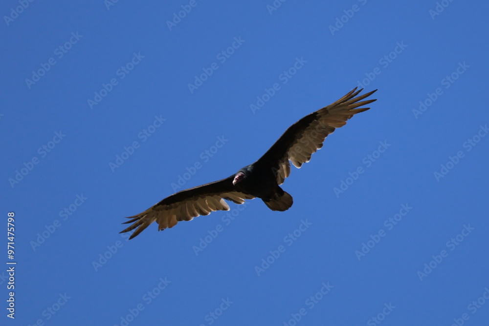 Obraz premium turkey vulture in flight