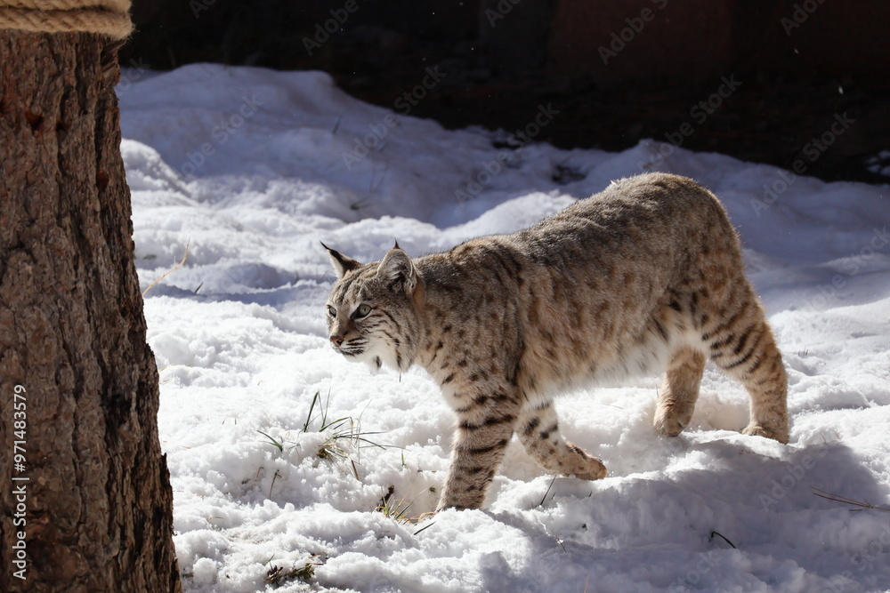 Fototapeta premium bobcat in snow