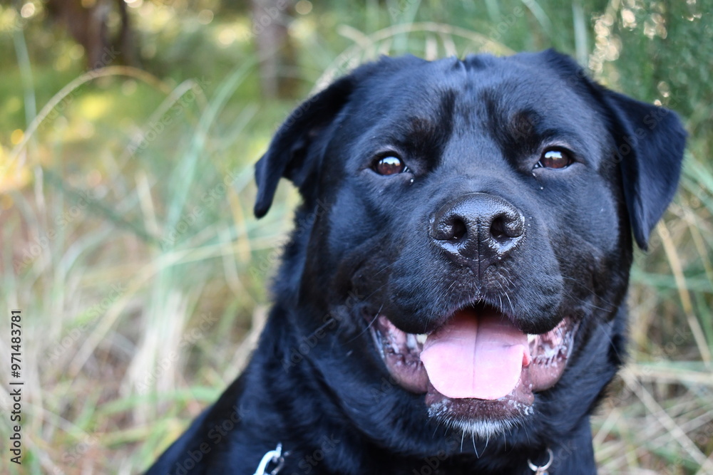 Rottweiler and Border-Coolie mix looking rather handsome. Rottweiler and Border-Coolie mix looking rather handsome.