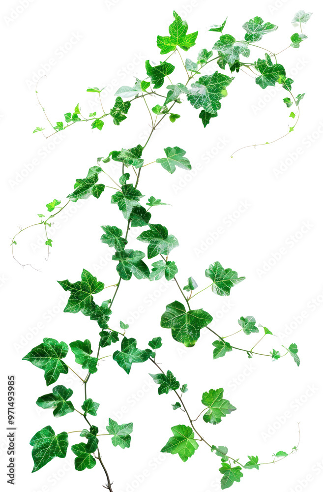 Lush green ivy vine element Lush green ivy vine element