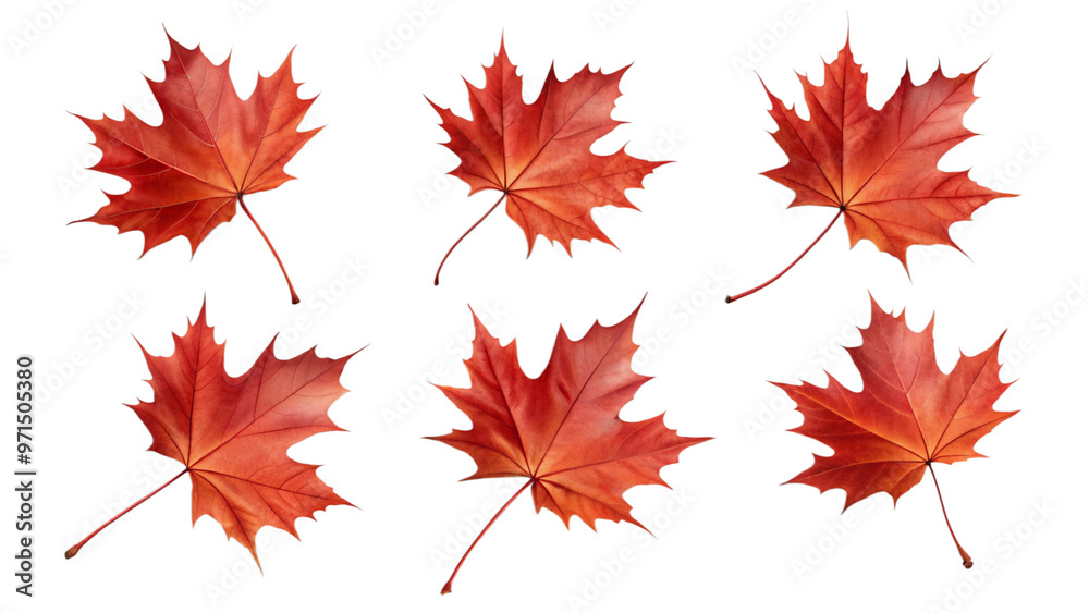 Maple Leaves falling, isolated png Maple Leaves falling, isolated png