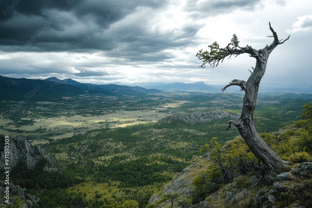 Obraz premium Mountain Top Tree