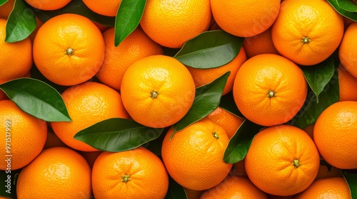  A large gathering of oranges, each topped and tailed by green leaves, at picture's bottom