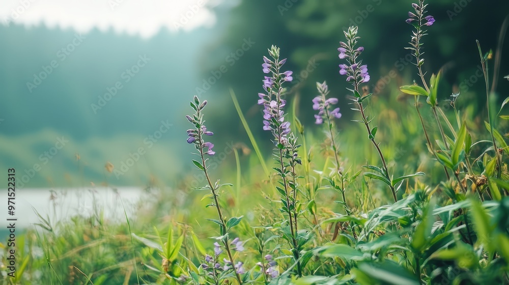 A scene of vibrant purple flowers dotting a field, adjacent to a tranquil body of water, and framed by a forest backdrop A scene of vibrant purple flowers dotting a field, adjacent to a tranquil body of water, and framed by a forest backdrop